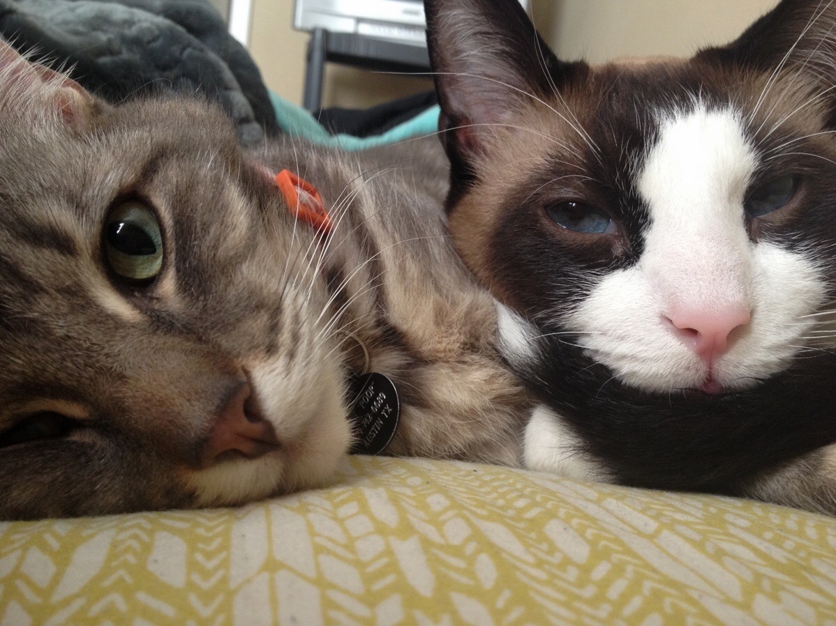 Long day while im at work. Cute cats HQ Pictures of cute cats and