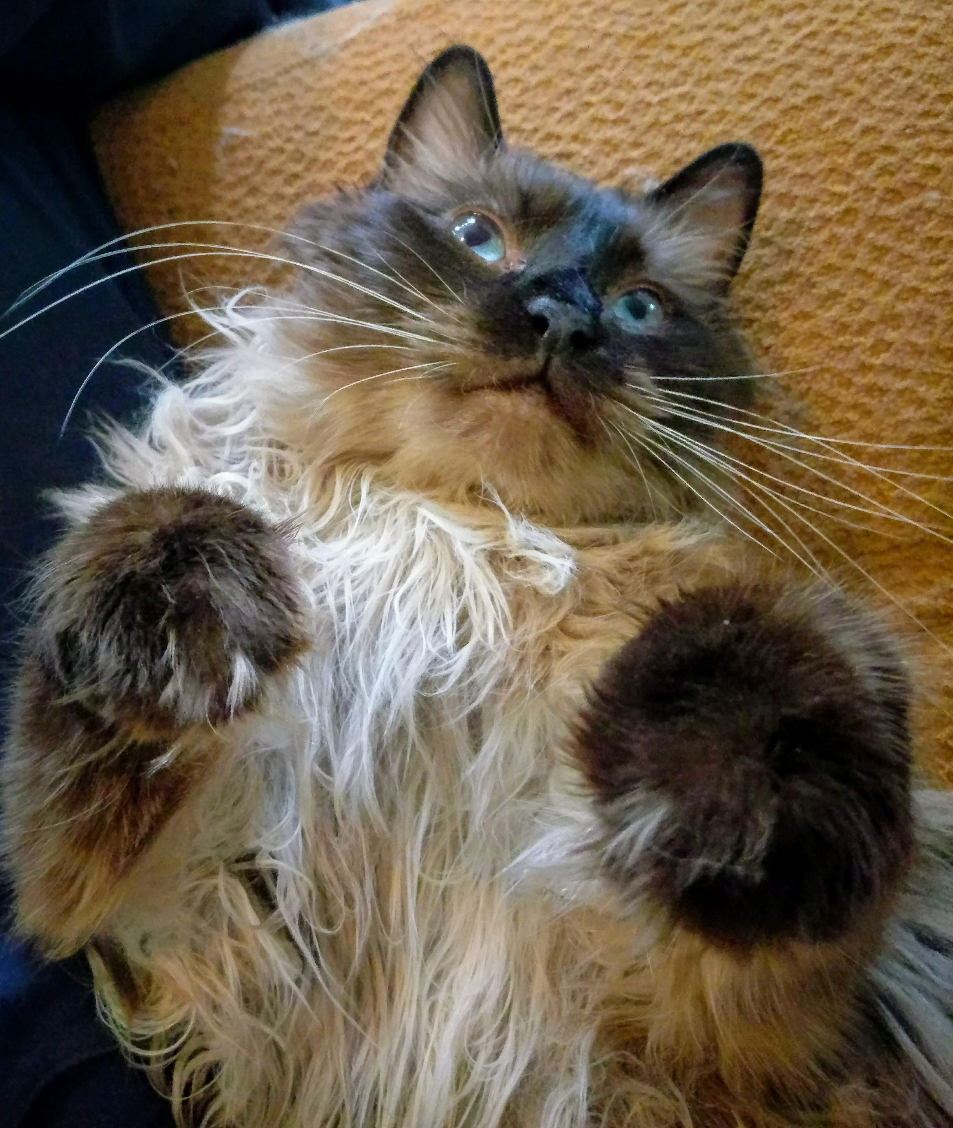 Grease ball. Cute cats HQ Pictures of cute cats and kittens Free