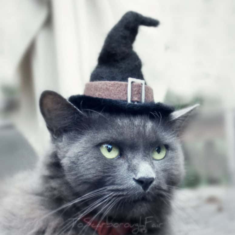 Witch Hat Wearing Cat Cute Cats in Hats