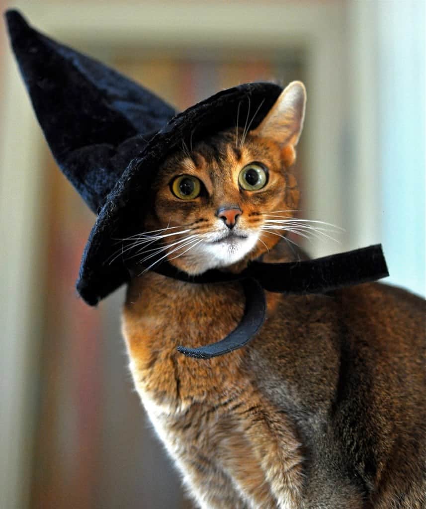 Witch Hat Cat Cute Cats in Hats