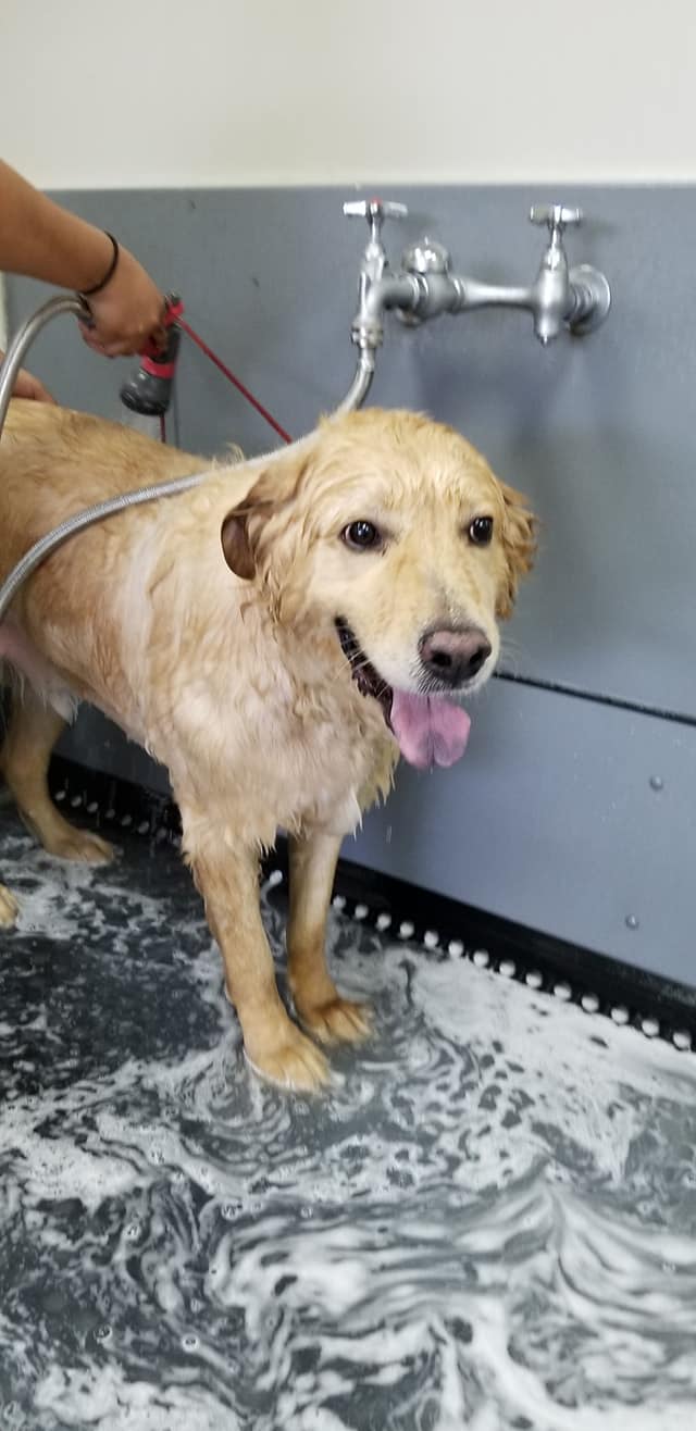 bath Cute Cuts for Mutts