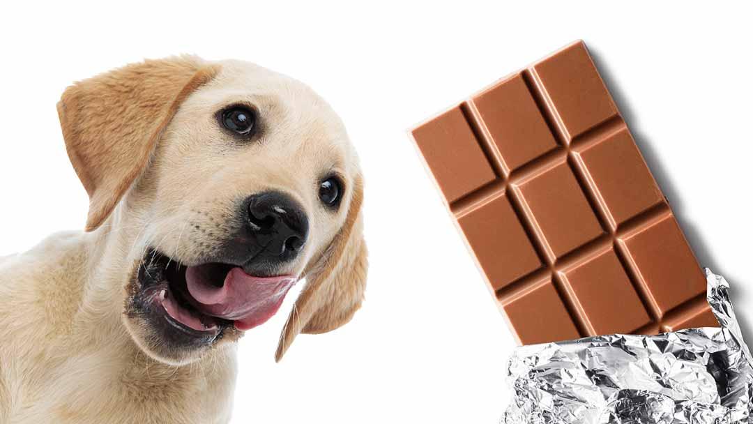 Why Is Chocolate Toxic For Dogs Cute Dog Lovers