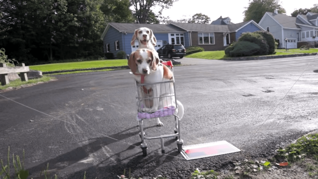 Laugh Out Loud Maymo and Penny’s Epic Shopping Cart Voyage, a