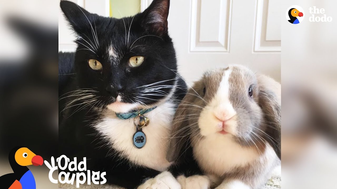 Bunny Love CUTETROPOLIS