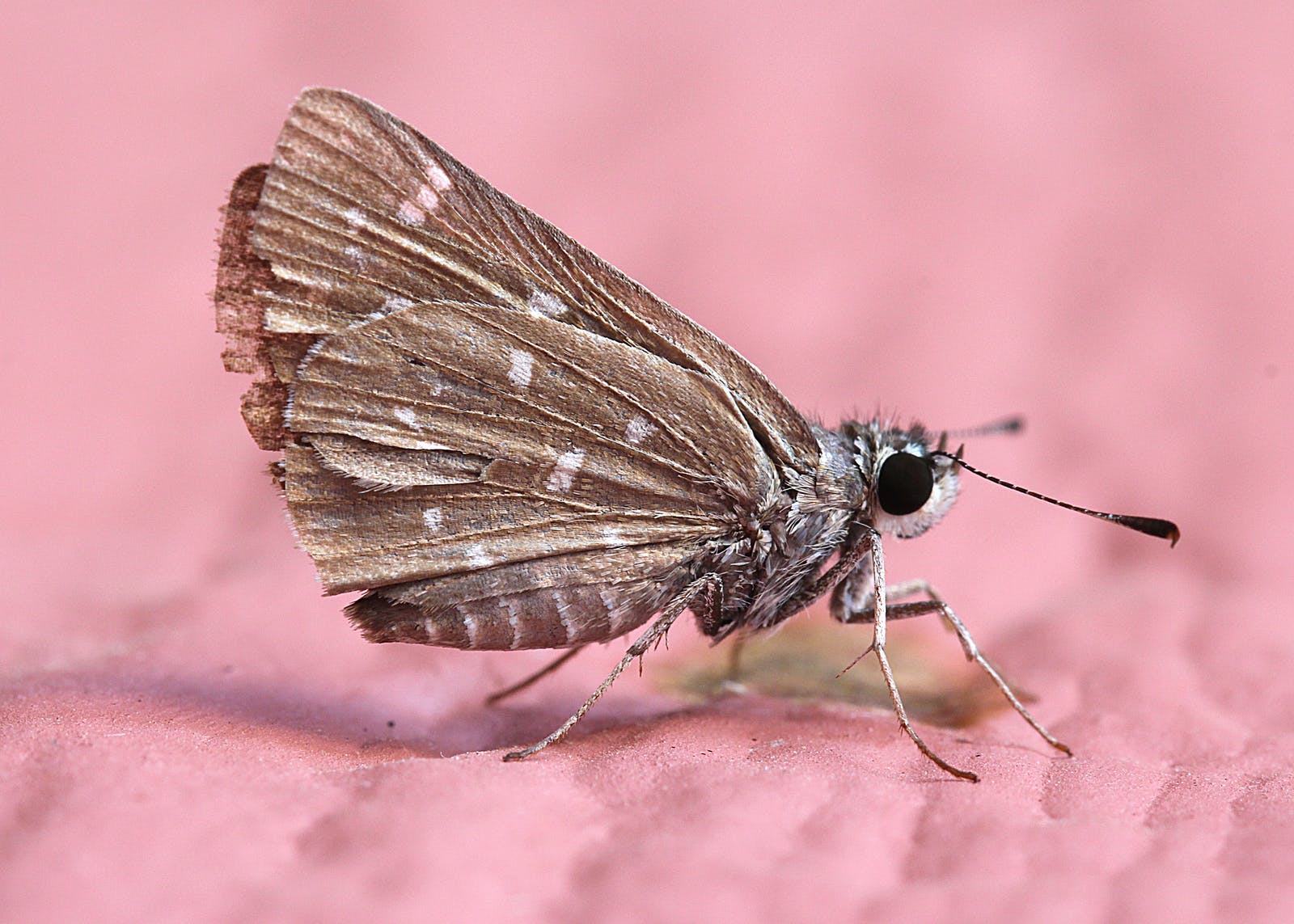 MothFree Kitchen How to Use Mothballs in The Kitchen