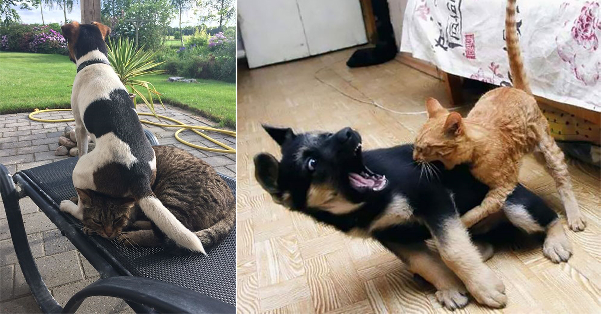 15+ Pics Of Cats And Dogs Living Together