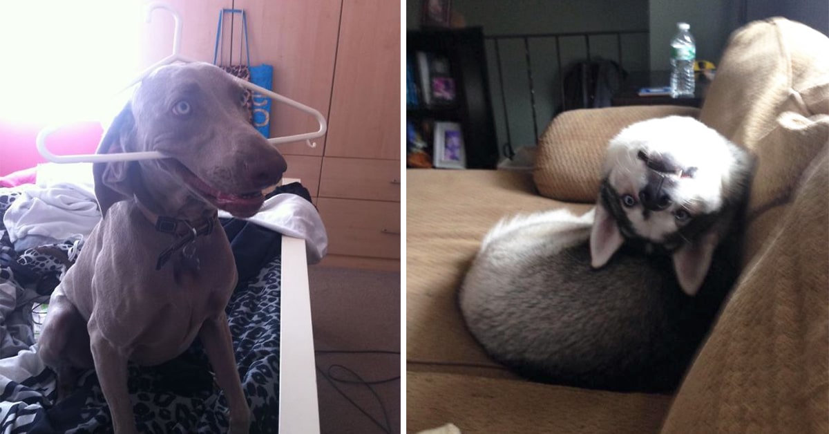 14 Hilarious Pics Of Dogs Acting Weird