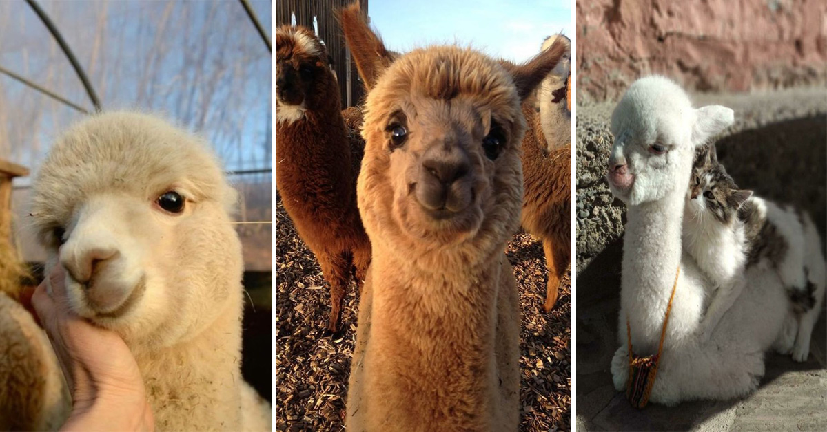 Baby Alpaca is So Cute! These Photos Will Make Your Day.