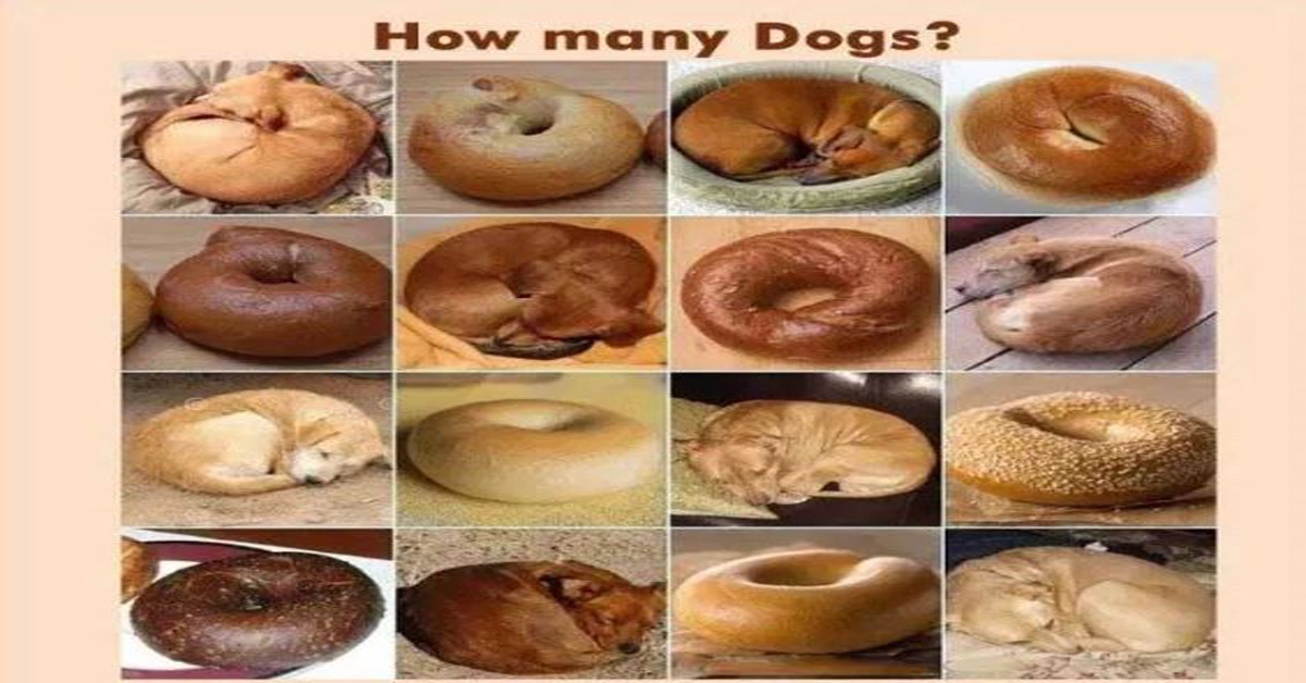 Some dogs that look like bagels. Count the number of dogs.