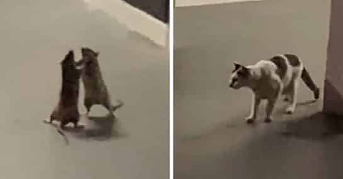 Cat Watches 2 Rats Fight Captured On A Video