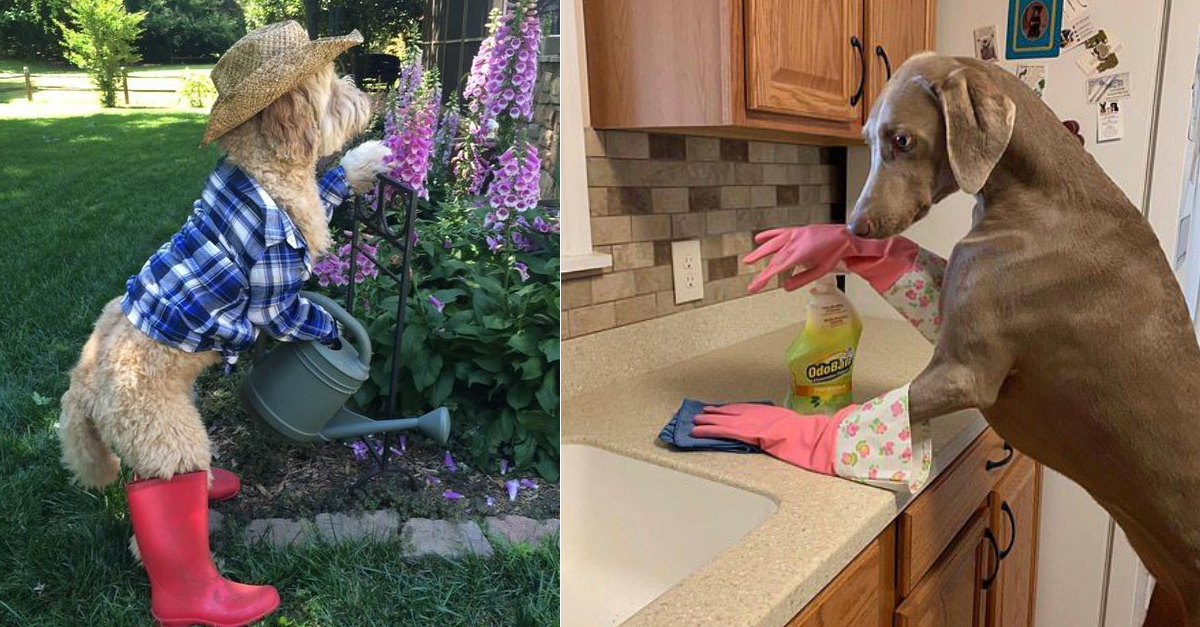 15+ Pictures Of Dogs Acting Like Humans. And they Nailed it!
