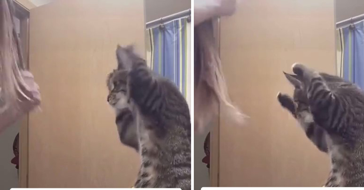 Kitty mimics her owner as she brushes her hair in adorable video.