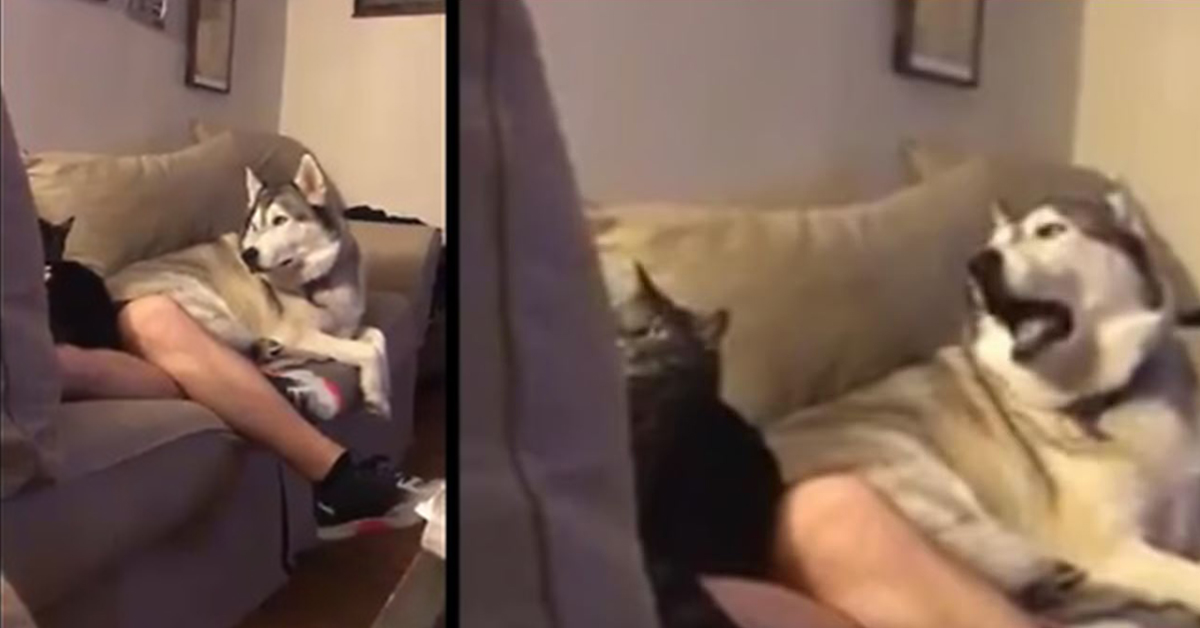 Jealous Husky Throws Epic Tantrum When His Owner Pets A Cat