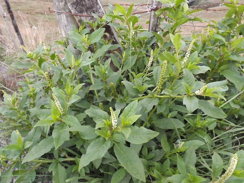 Herbaceous green leafy weeds and grasses Cut'n'Paste Weed Gels