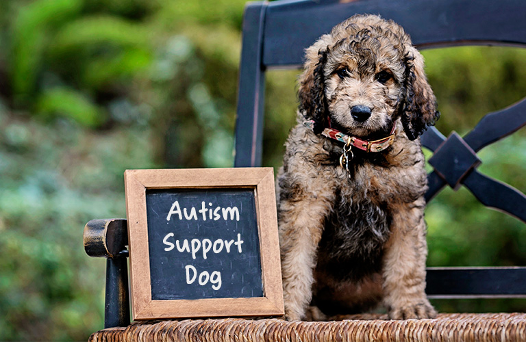 Benefits of Autism Support Dogs Cuttin Blue Farms