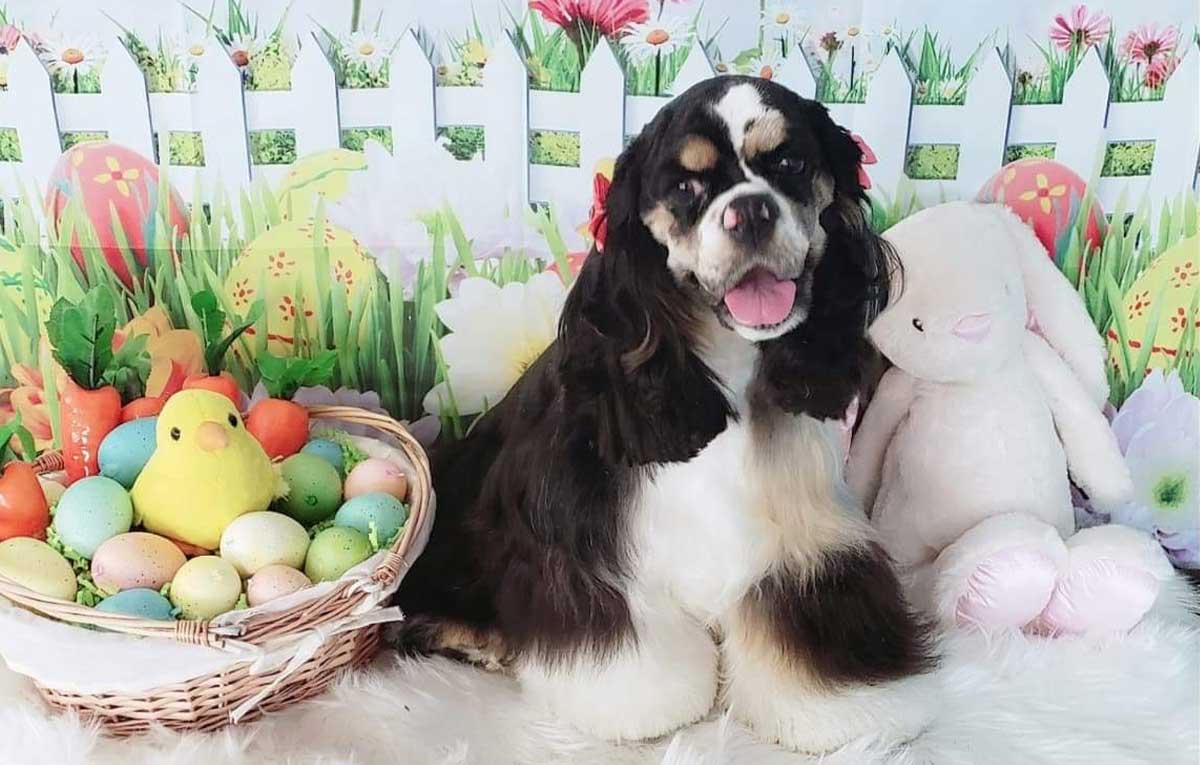 5 Best Dog Whistles for Training a Cocker Spaniel