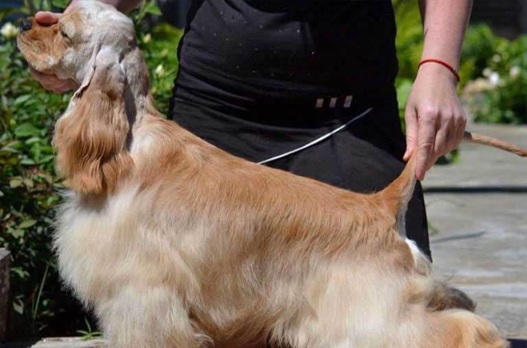 How Long Should You Walk A Cocker Spaniel Puppy