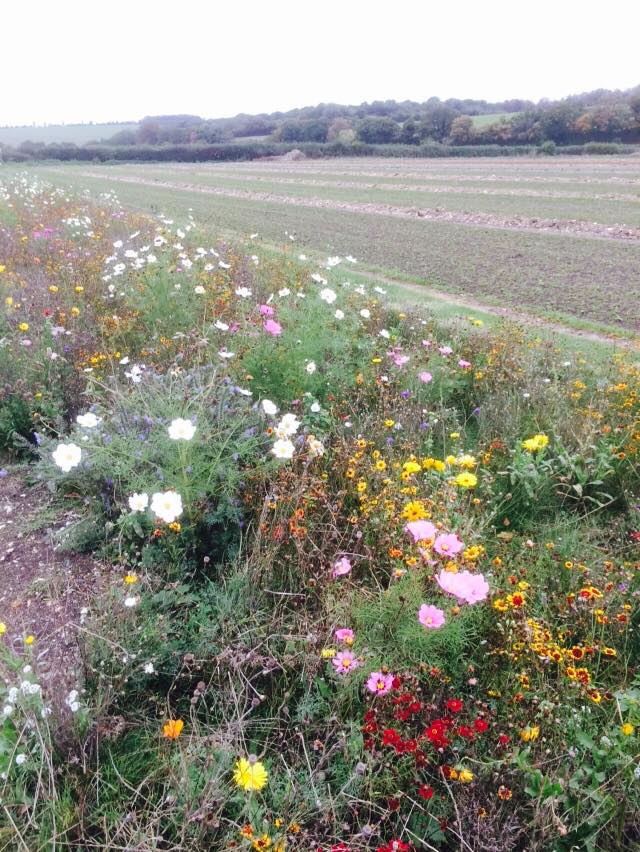 Wild Flower Turf Cutting Hedge™ West London Landscape Gardening