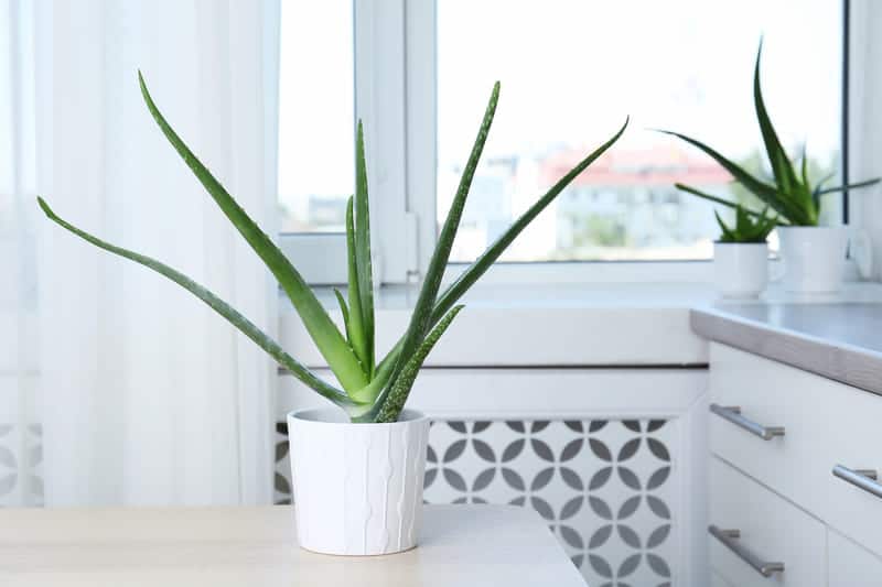 How Much Sun Does an Aloe Vera Plant Need? Cutting Edge Plants