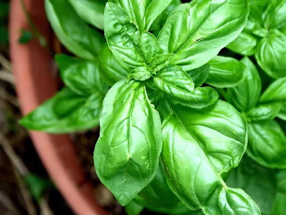 How Much Sun Does Basil Need? (For Better Growth) Cutting Edge Plants