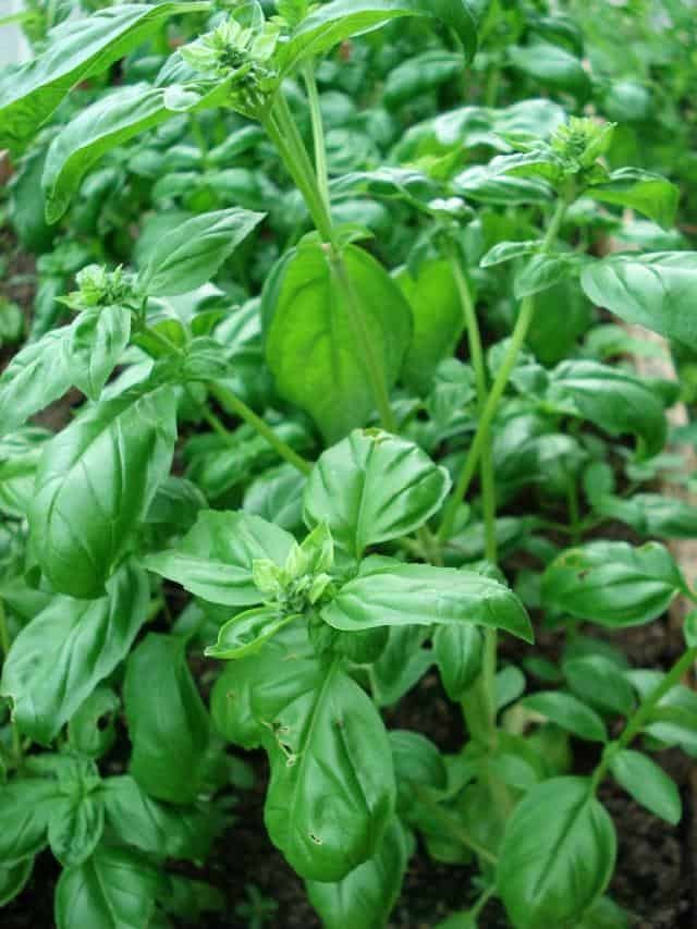 How Long Do Basil Plant Live? (Tips for Growing Indoors) Cutting Edge