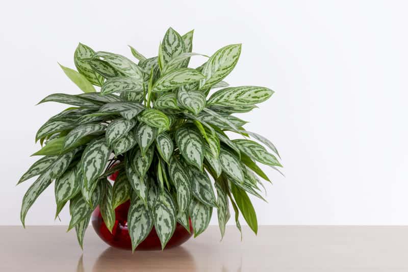 Why Do Chinese Evergreen Leaves Turn Yellow? (How to Fix) Cutting