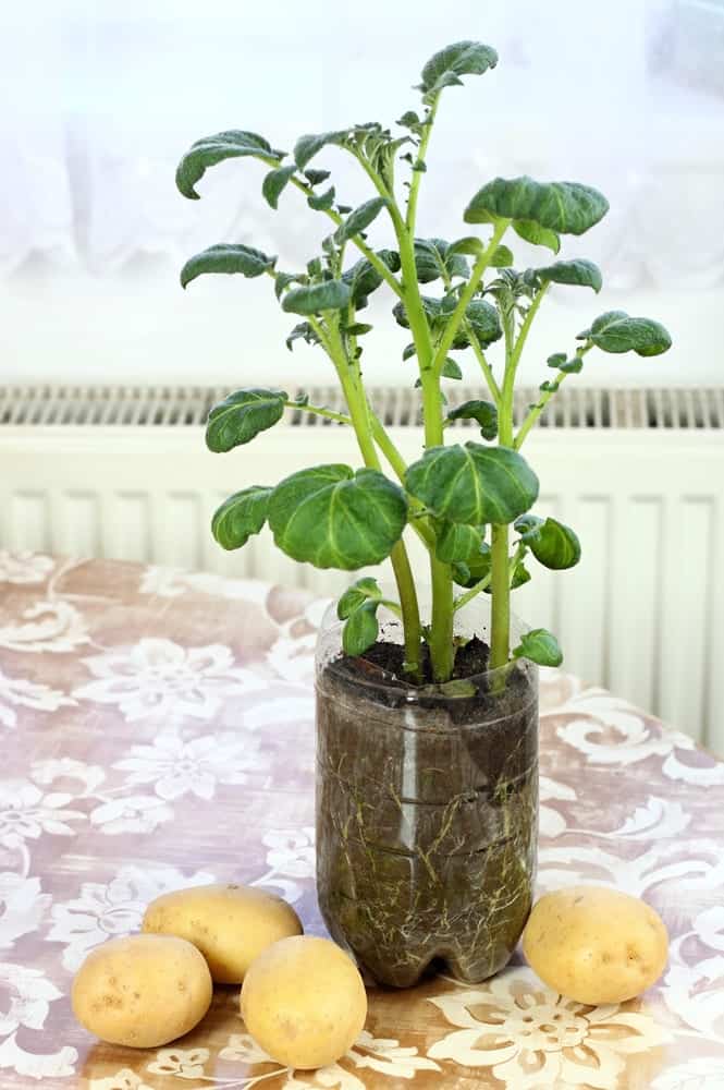 How to Grow Potatoes Indoors (Step by Step Guide) Cutting Edge Plants