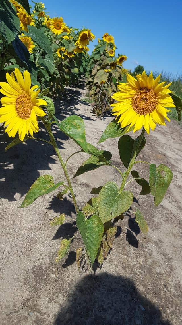 How Often to Water Sunflowers Cutting Edge Plants