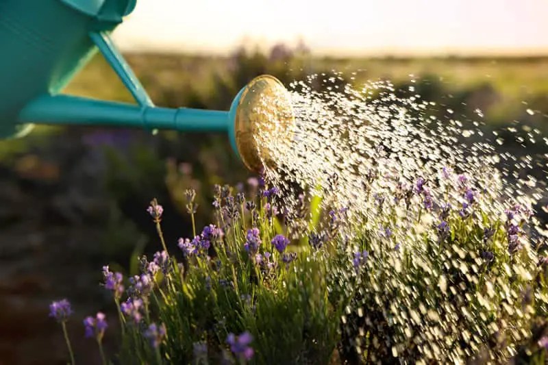 How Often Does a Lavender Plant Need Water? Cutting Edge Plants