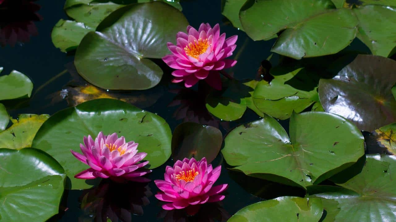 Lotus vs Water Lily 5 Key Differences Cutting Edge Plants