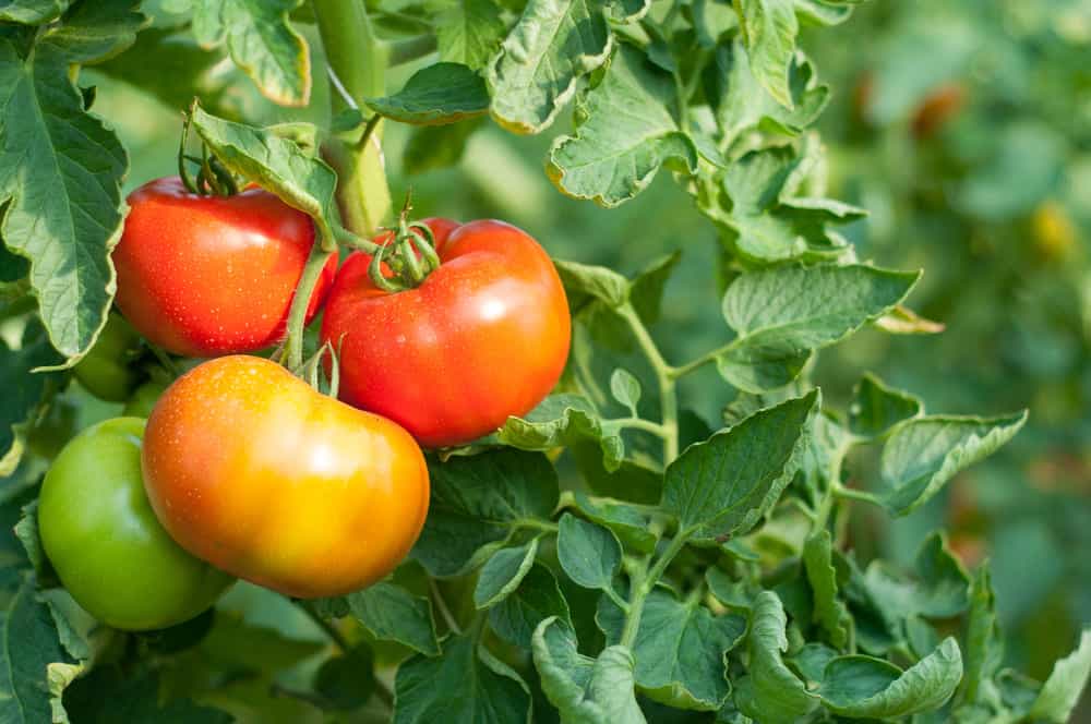 9 Ways to Keep Deer From Eating Your Tomato Plants? Cutting Edge Plants
