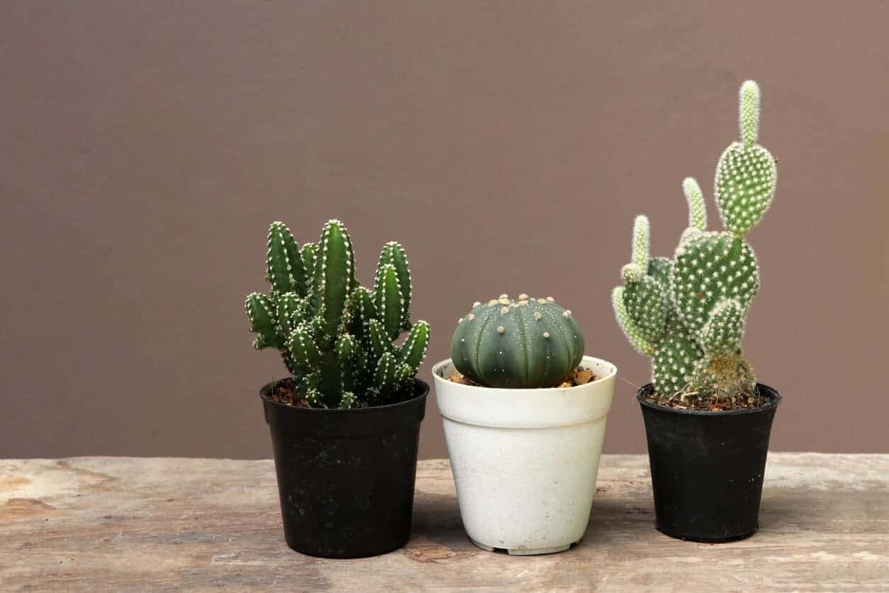 How to Grow Cactus Faster? (5 Tips for Better Growth) Cutting Edge Plants