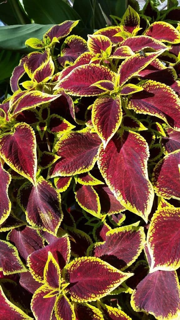 Is Coleus Annual or Perennial? Cutting Edge Plants