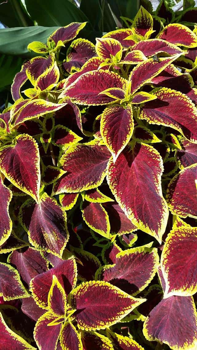Is Coleus Annual or Perennial? Cutting Edge Plants