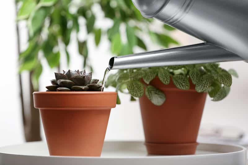 How Often Should You Water a Succulent? Guide) Cutting Edge
