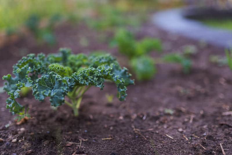 10 Best Kale Companion Plants Cutting Edge Plants