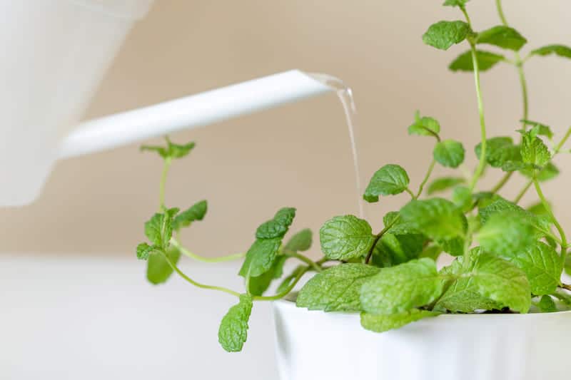 How Often Do You Water Mint? (YearRound Guide) Cutting Edge Plants