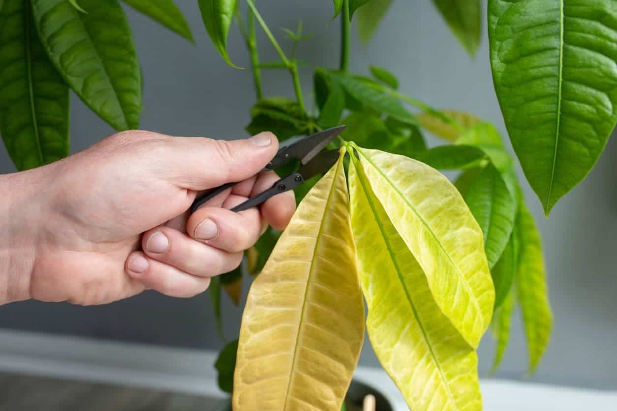 Brown Leaves On A Money Tree (Causes and Cure) Cutting Edge Plants