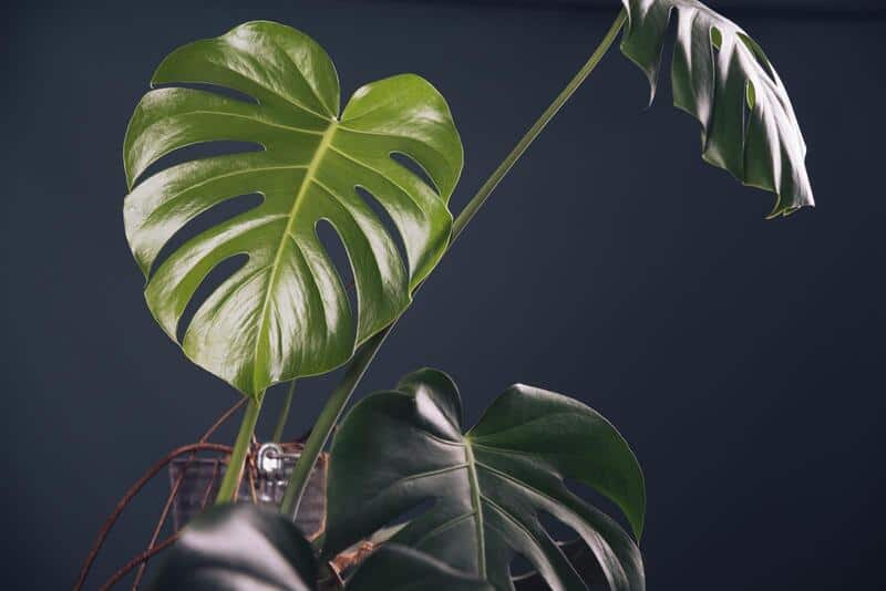 Best Soil For Monstera (Soil Mix Guide) Cutting Edge Plants