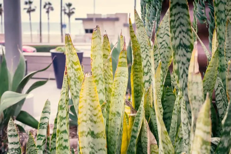 Snake Plant Leaves Turning Yellow (6 Causes & Cures) Cutting Edge Plants