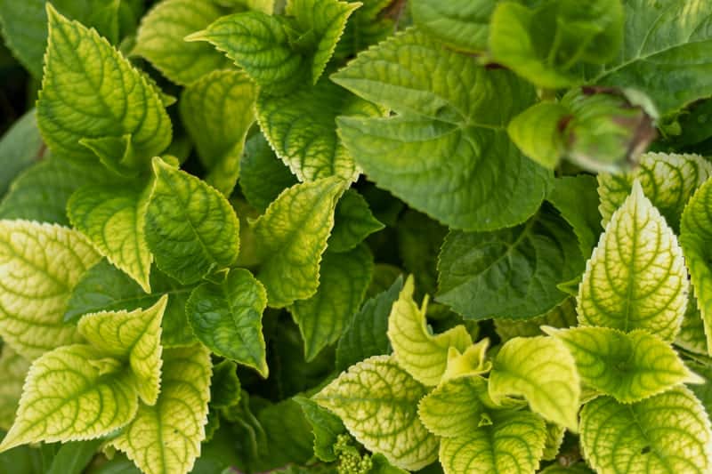 Hydrangea Leaves Turning Yellow (6 Reasons & Cure) Cutting Edge Plants