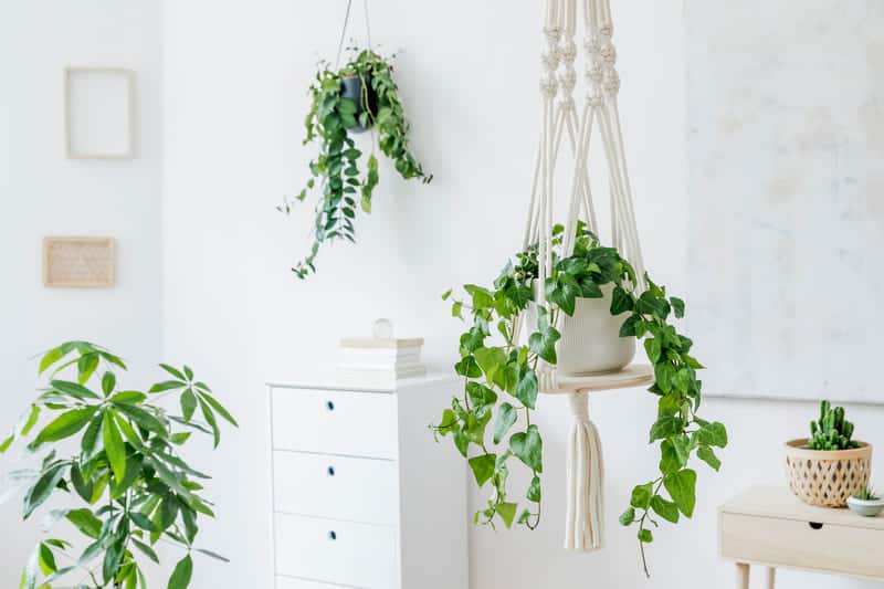 25 Best LowLight Indoor Hanging Plants Cutting Edge Plants