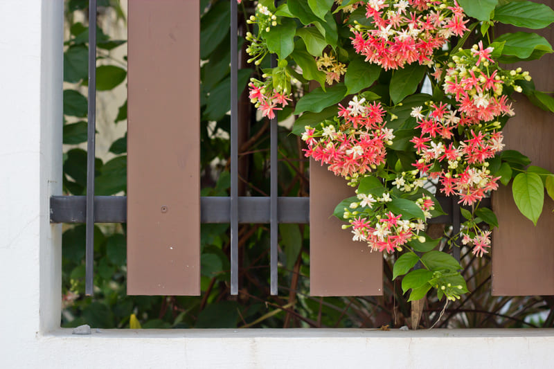 20 Flowering And Climbing Vines That Grow In Shade Cutting Edge Plants