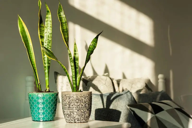Why Is My Snake Plant Drooping? (8 Major Reasons) Cutting Edge Plants