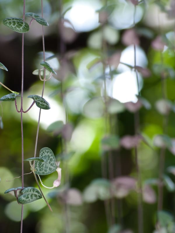 How to Propagate String of Hearts in 6 Easy Steps Cutting Edge Plants