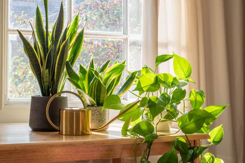How Much Light Does A Snake Plant Need? (Solved) Cutting Edge Plants