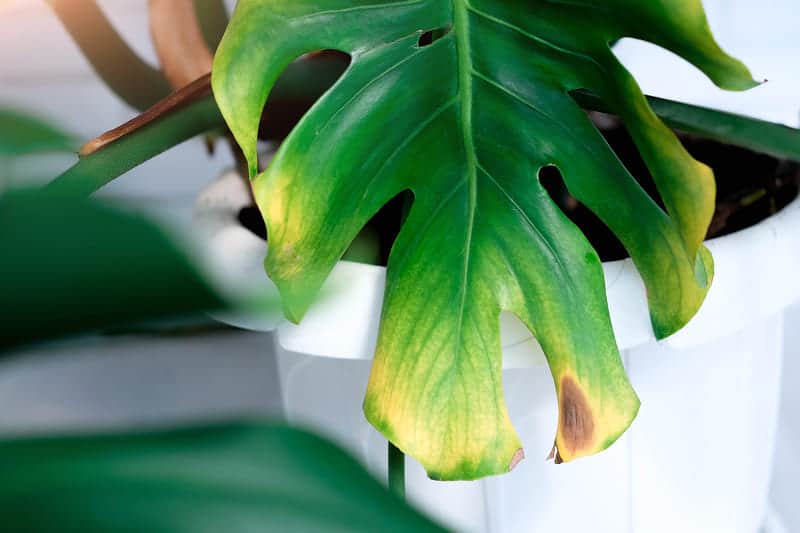 Black Spots On Monstera Leaves (How To Fix & Prevent) Cutting Edge Plants