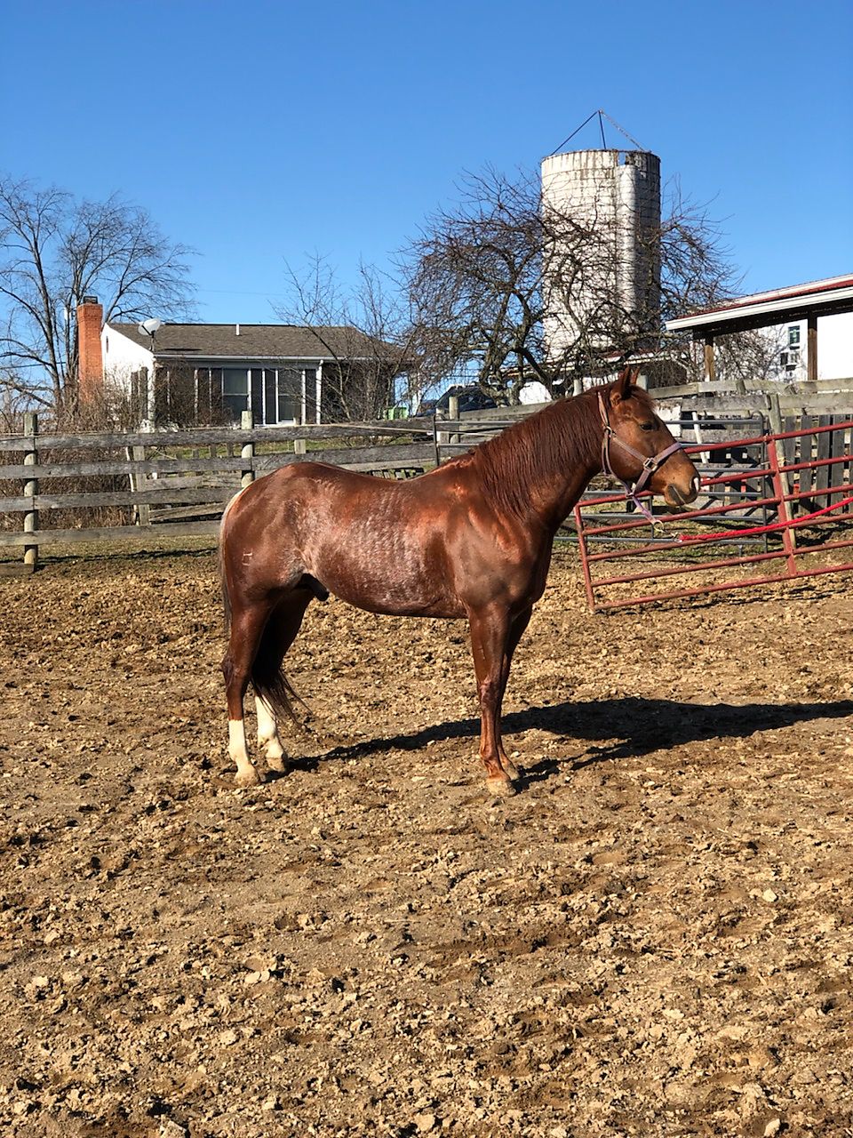 Young CUTTING STALLION FOR SALE Cutting Horse Central