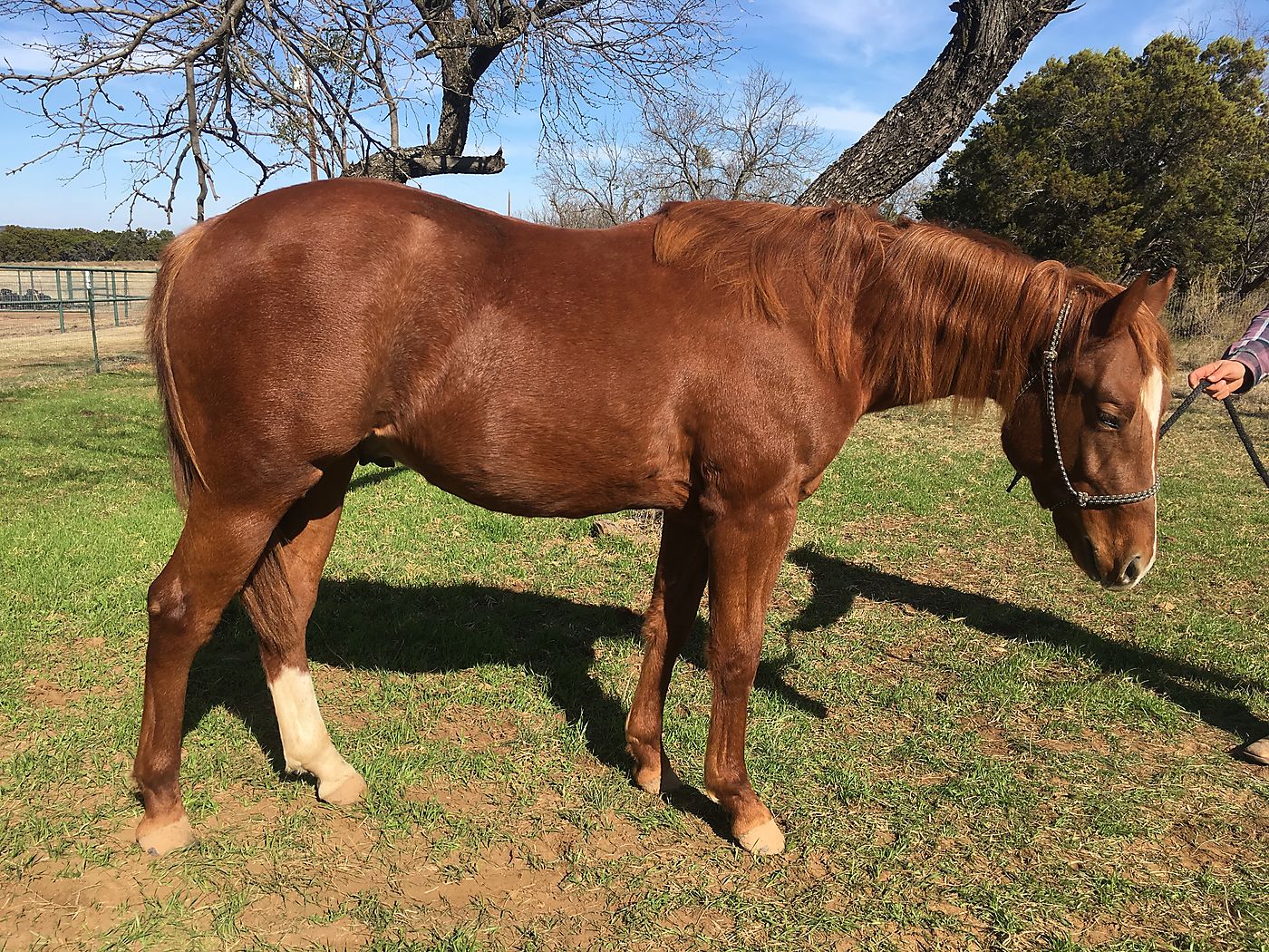 Smooth Talkin Sal Great Prospect started 2yo gelding Cutting Horse