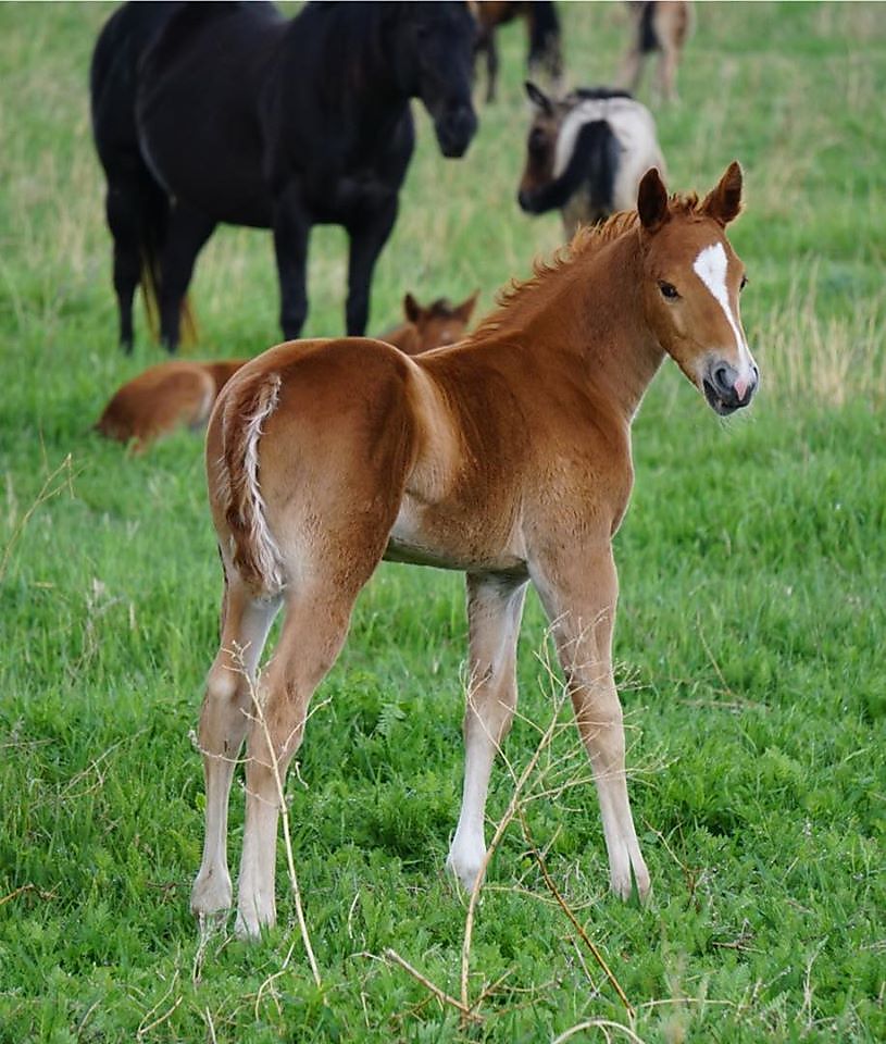 ND raised AQHA Stud colts Cutting Horse Central